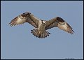 _6SB9834 osprey